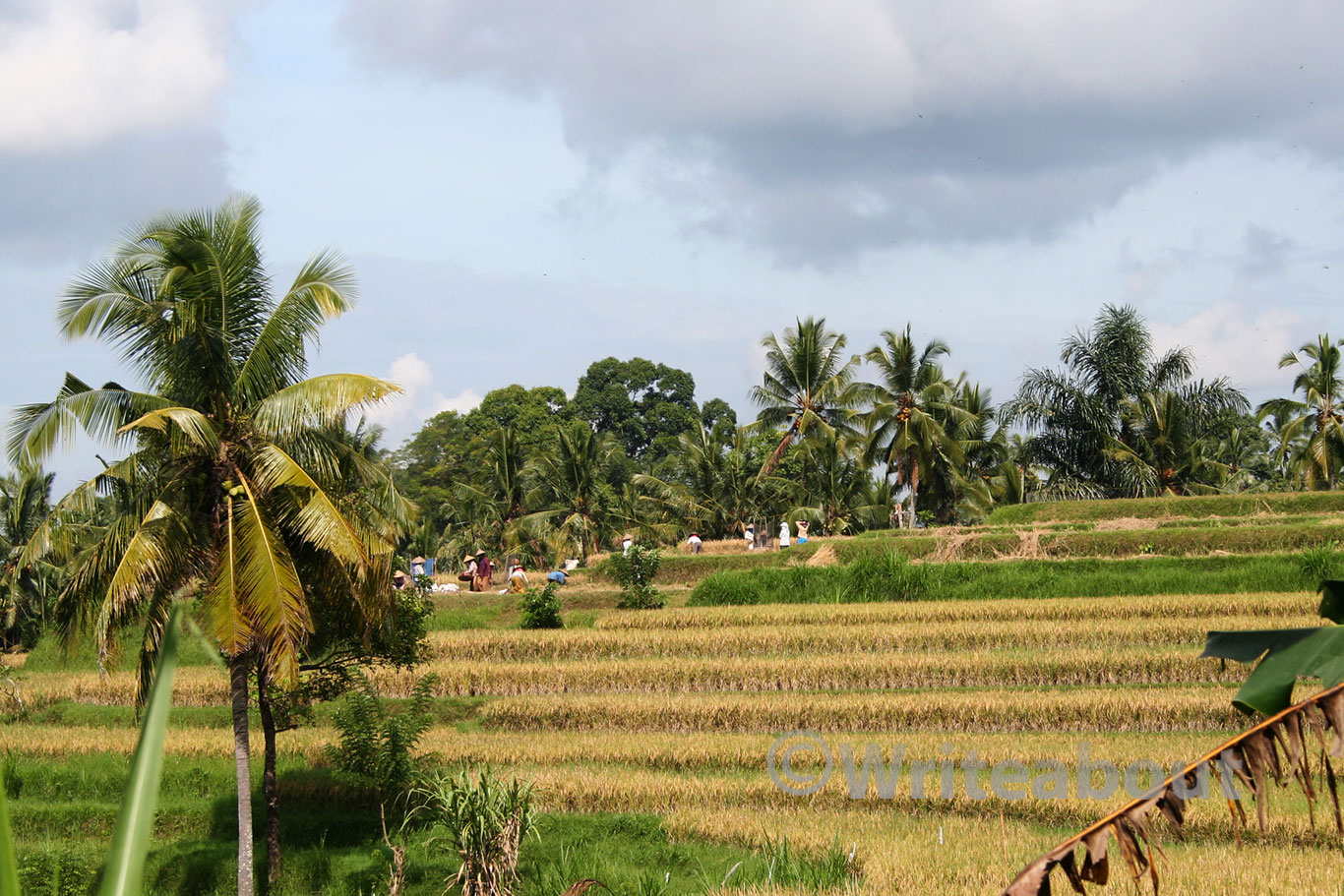 Bali Ubud Ricefield Harvest