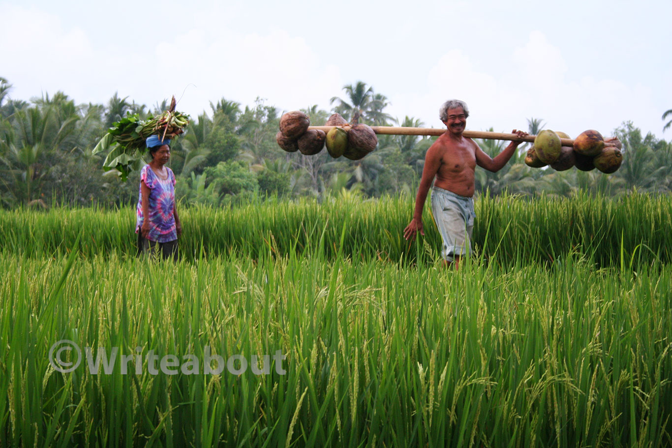 Bali Ubud Rismarker