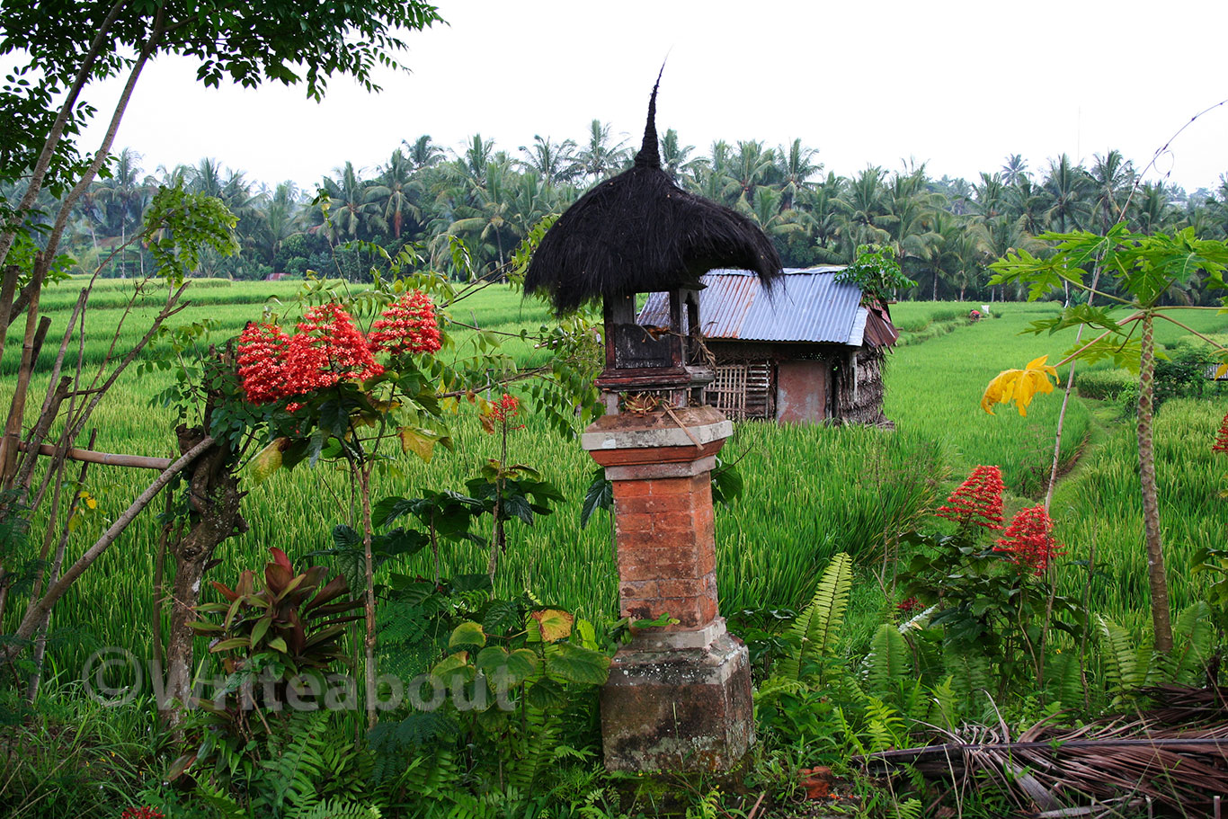 Bali Ubud walk