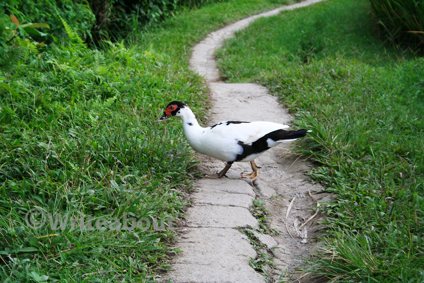 Bali Ubud kryssende trafikk