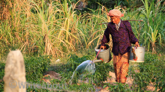 Siem Reap ettermiddag i åkeren