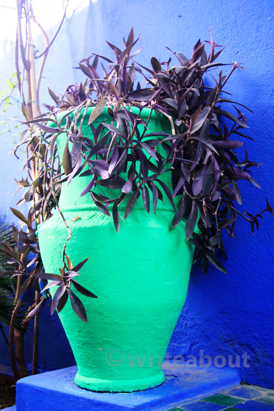 Jardin Majorelle lime