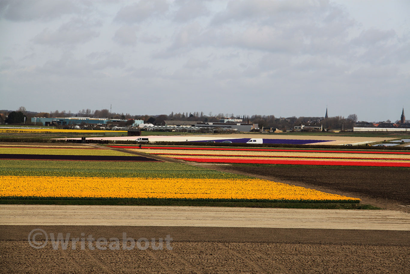 Keukenhof field with flowers