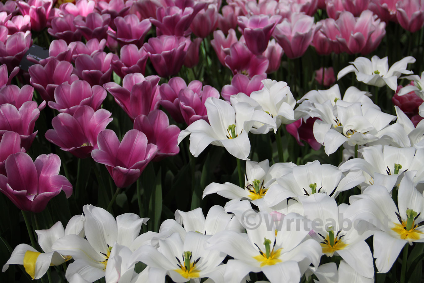 Keukenhof lilla og hvite tulipaner