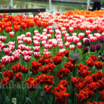 Keukenhof tulipnar inne