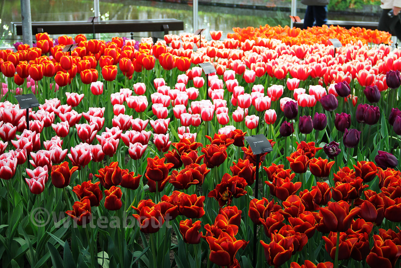 Keukenhof tulipnar inne