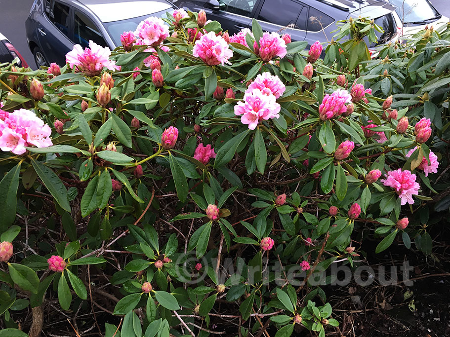 Rhododendron