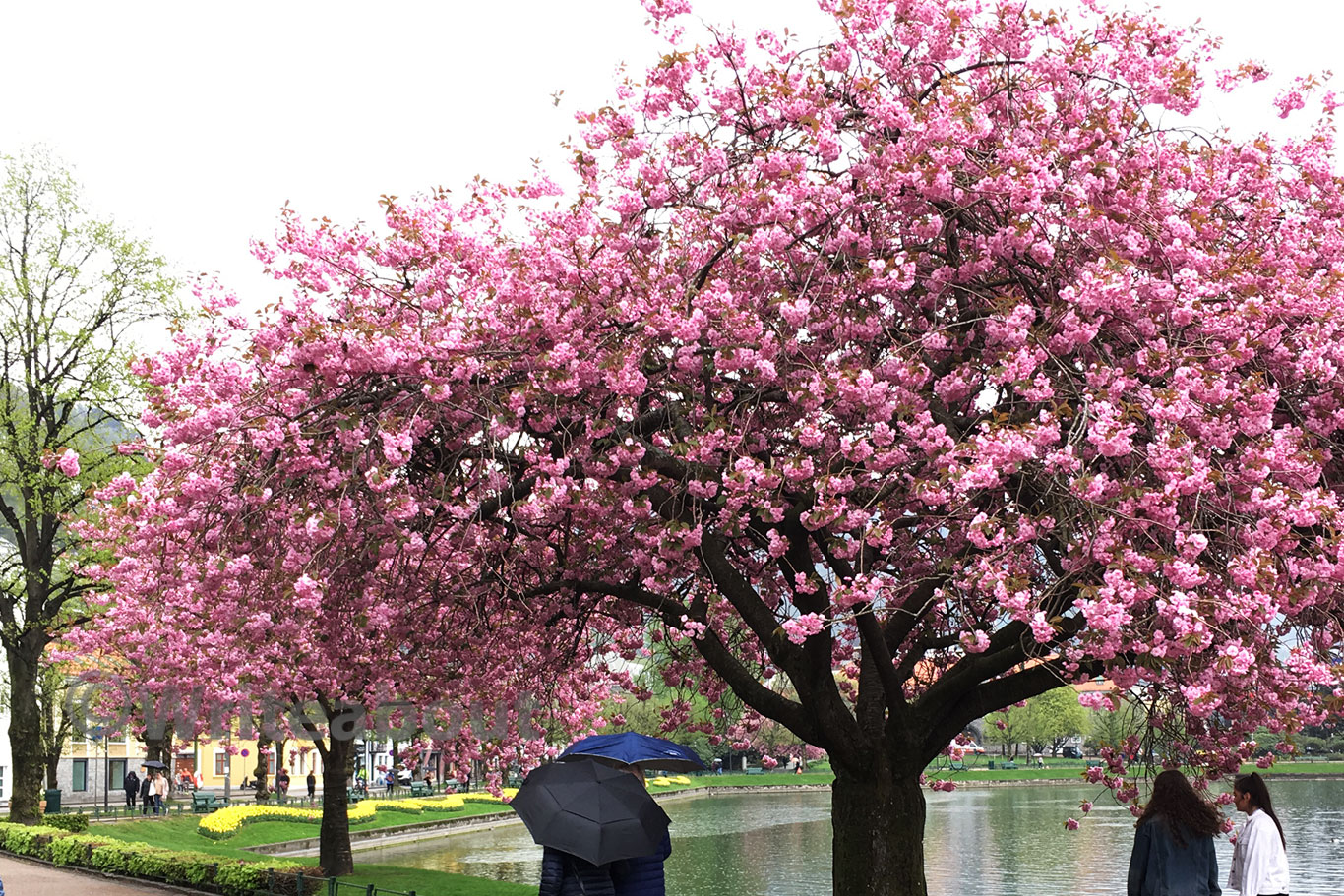 Når kirsebærtrærne blomstrer