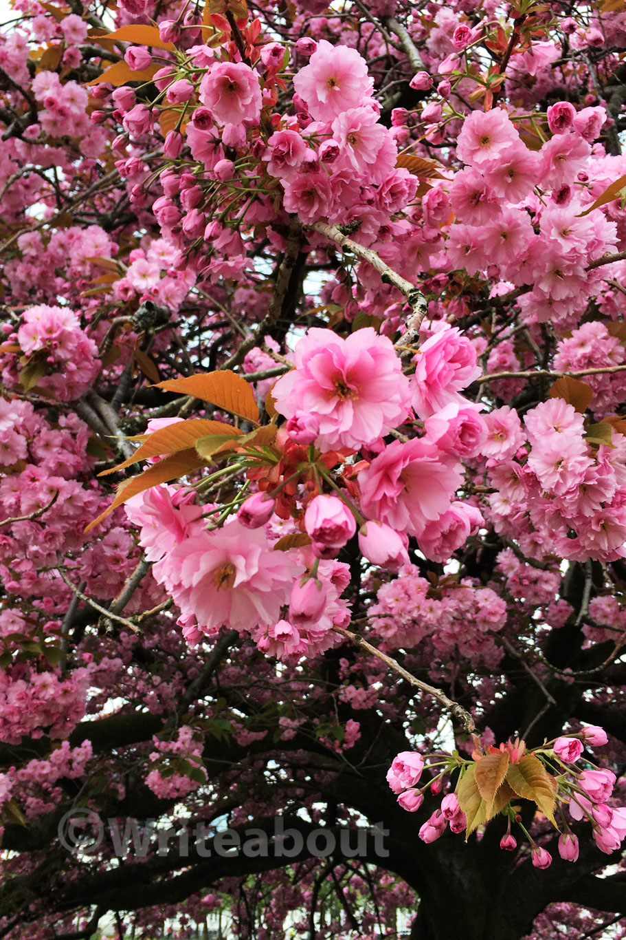 Kirsebærblomstring i Bergen