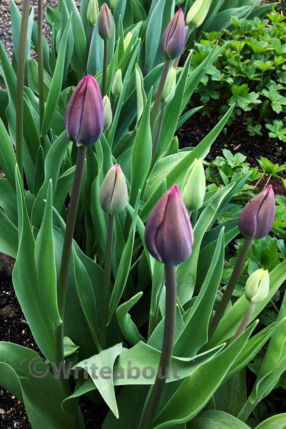 Tulipan Deep Purple